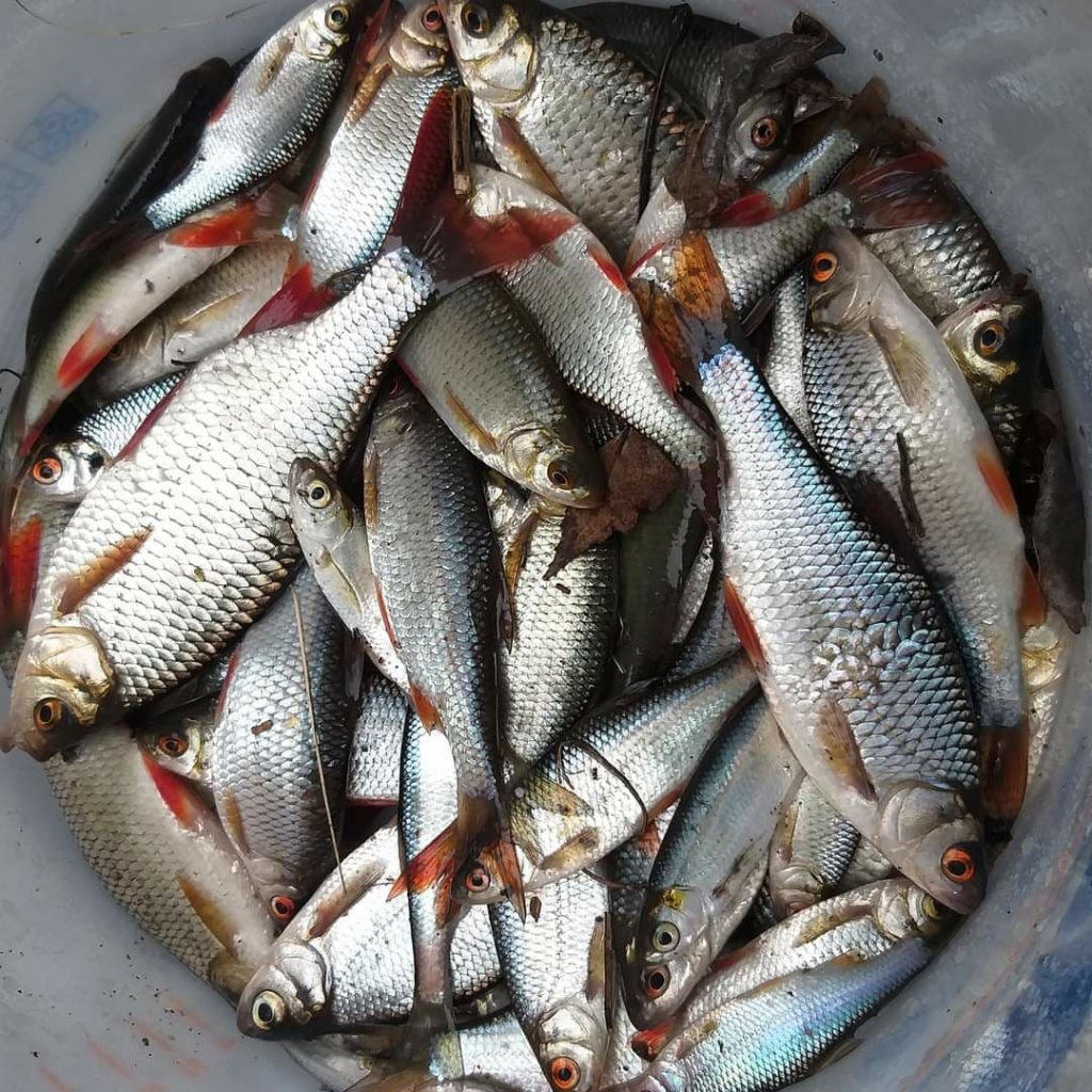 Быстрая рыбалка с маховой удочкой (7).jpg